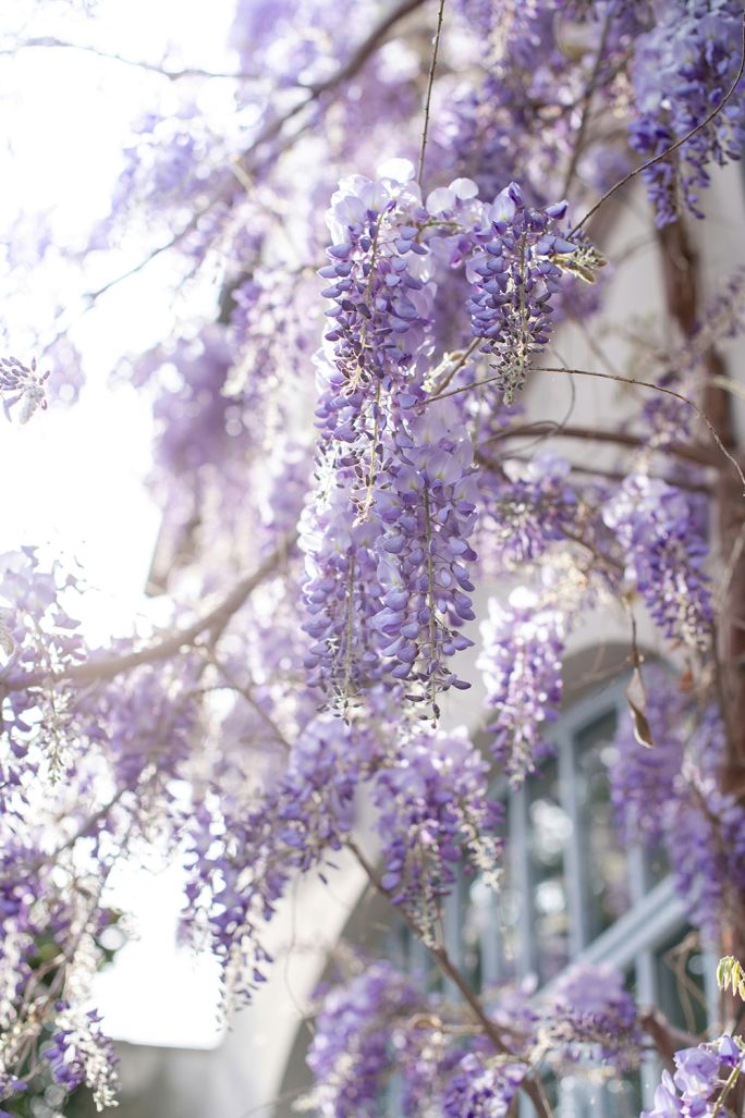 wisteria
