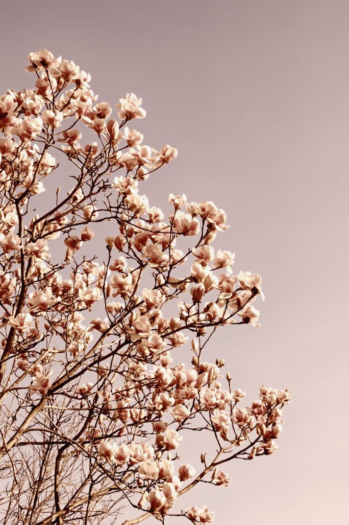 Magnolie zachwycają kolorami: od purpury do bladego różu i od intensywnej żółci przez kremowy do śnieżnej bieli.