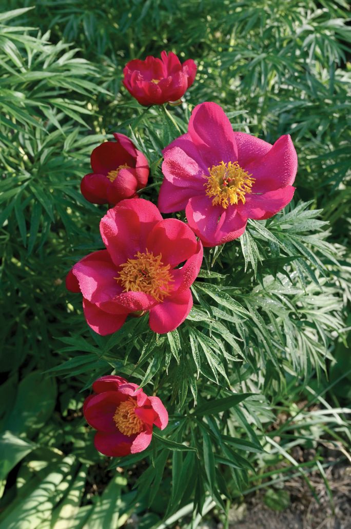 Niezależnie od kształtu, rozmiaru, koloru, a nawet zapachu kwiatów dla piwonii powinno się znaleźć miejsce w każdym ogrodzie