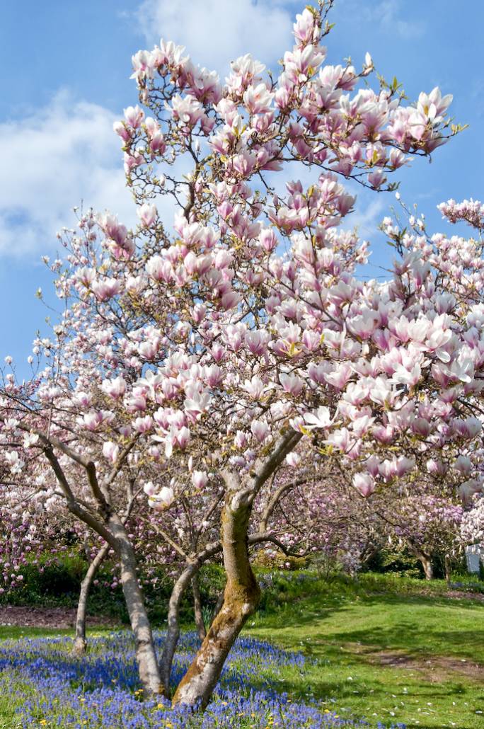 magnolia