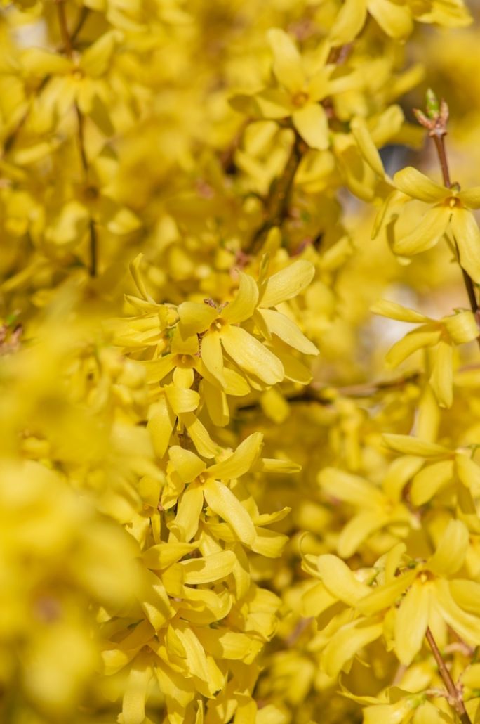 forsycja pośrednia