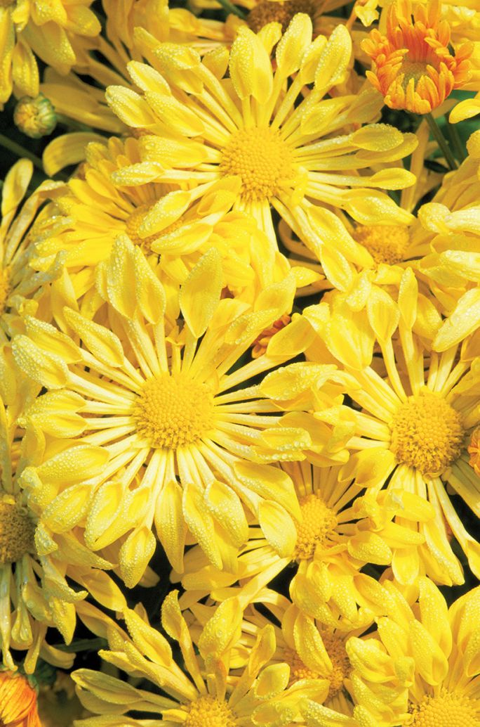 Odmiana chryzantem starlet