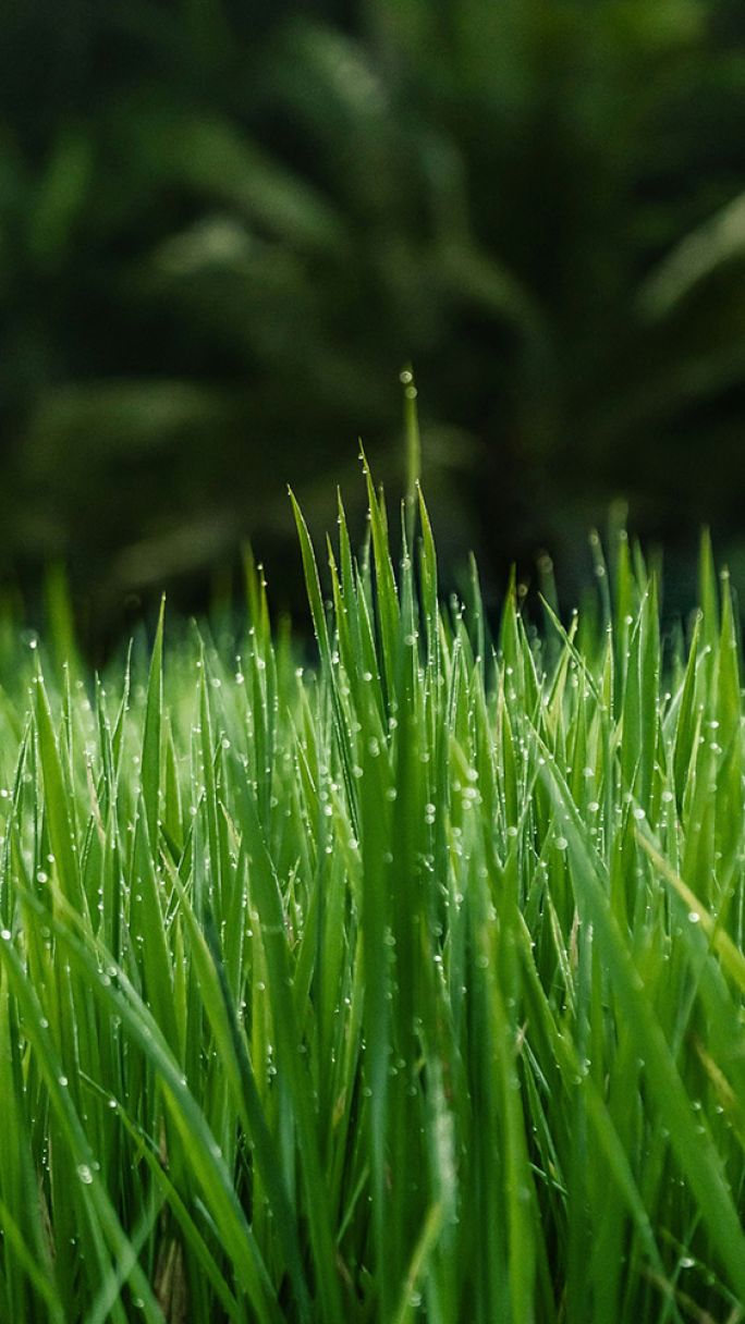 jaki trawnik wybrać, trawa rodzaje, jakie są rodzaje traw, zielona trawa