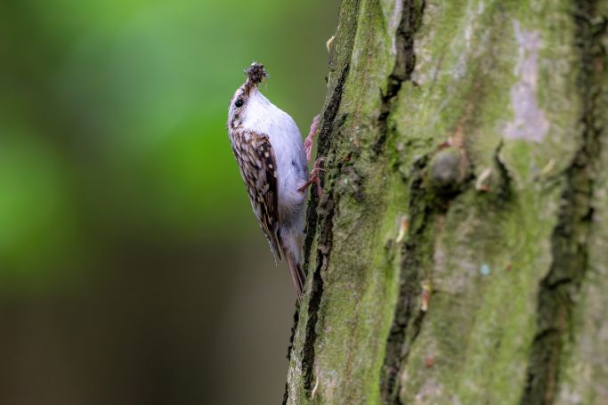 co to za ptak pełzacz ogrodowy