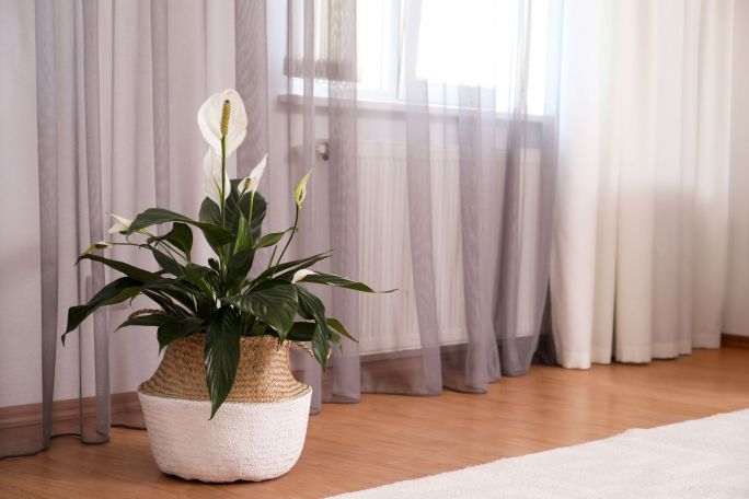 Skrzydłokwiat może zwiększyć wilgotność pomieszczenia o 5%
