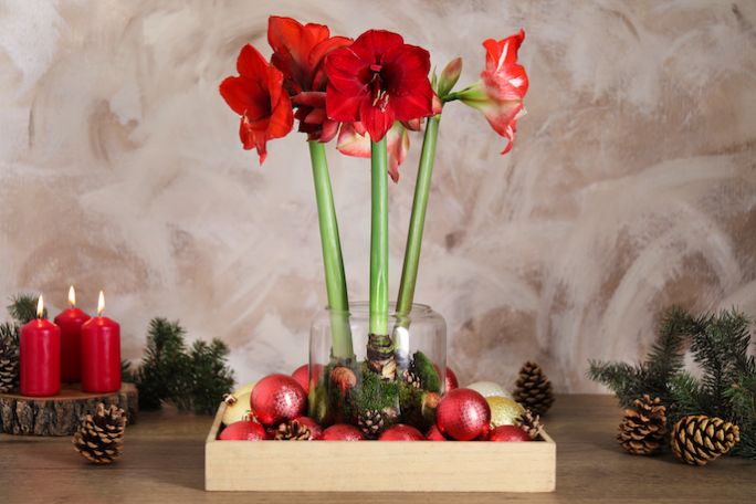 hippeastrum