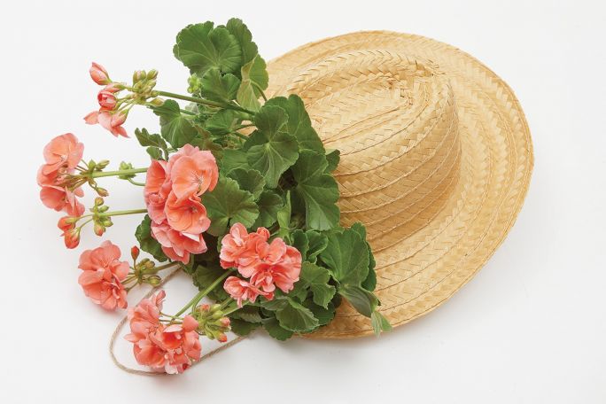 Dekoracja DIY z pelargonii i słomkowych kapeluszy krok 4