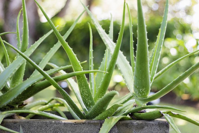 Aloes uwalnia tlen wyłącznie w nocy, co wpływa pozytywnie jakość snu.