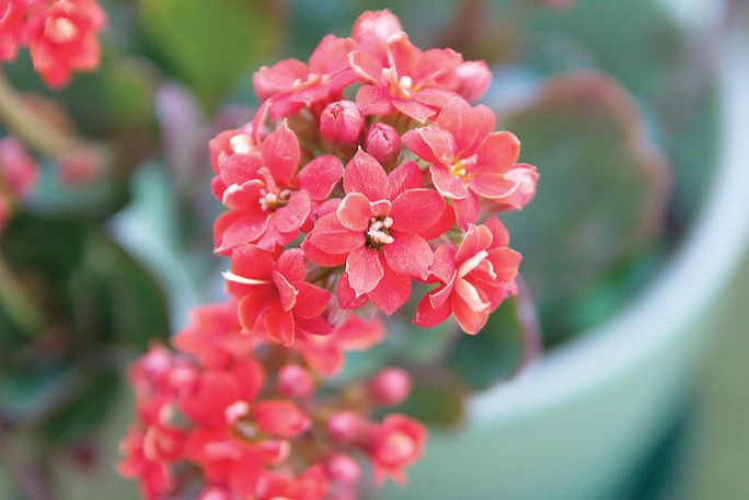 kalanchoe