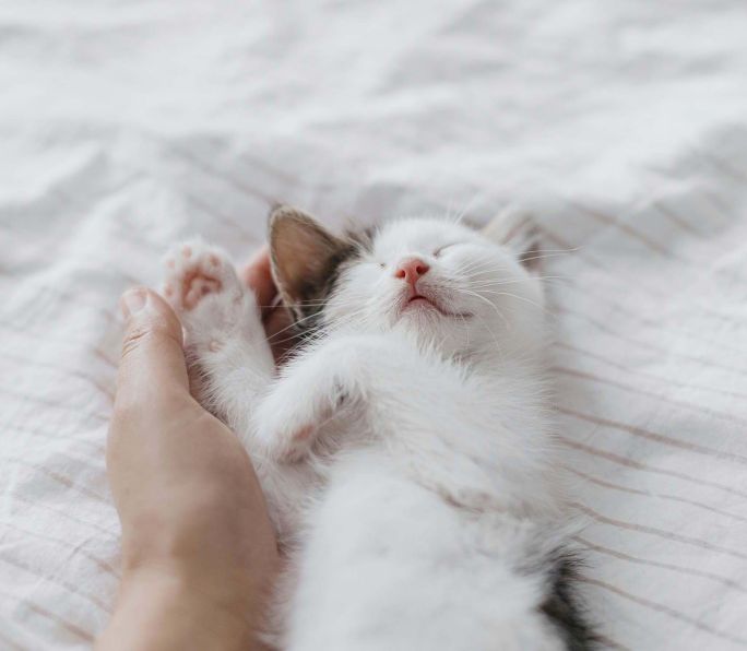 czy kot rozumie mowę