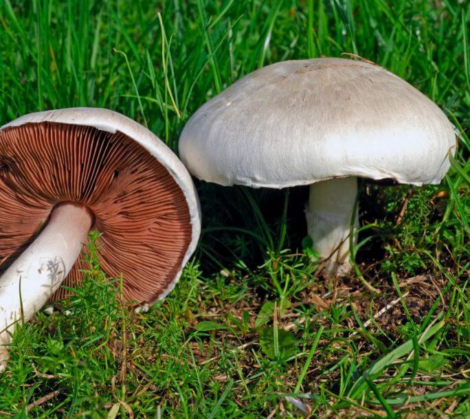 Grzyby jadalne pieczarka
