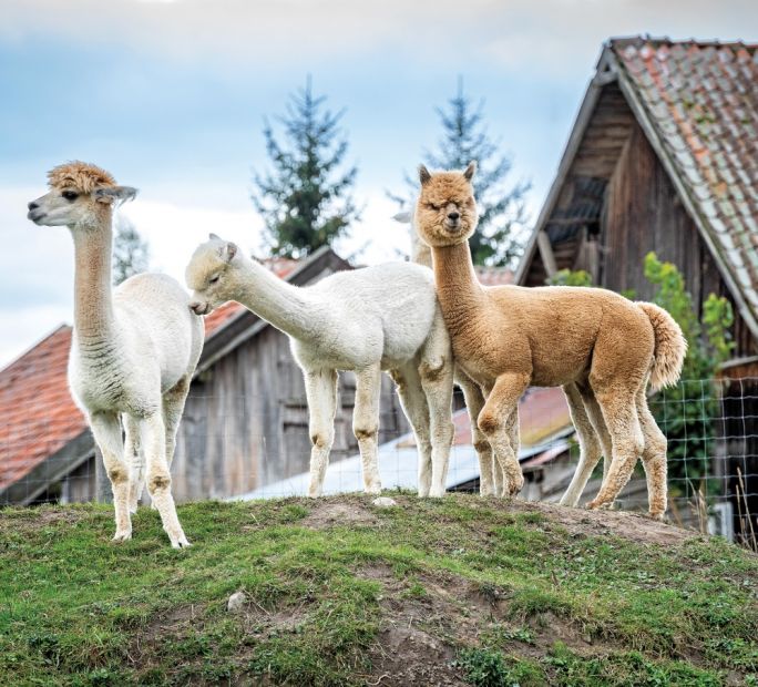 Zwierzęta z sesji Werandy Country: alpaki z Gościńca Bocianowo