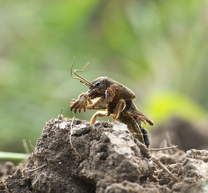 jak wygląda turkuć podjadek