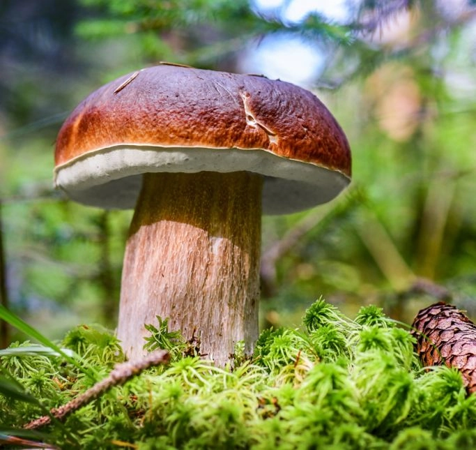 grzyby-jadalne-borowik-szlachetny.webp