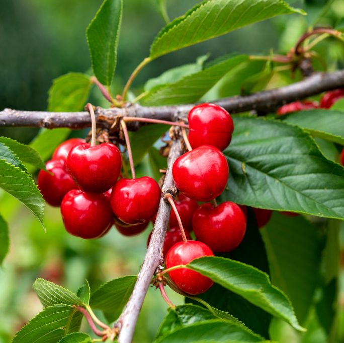 z czym nie łączyć czereśni