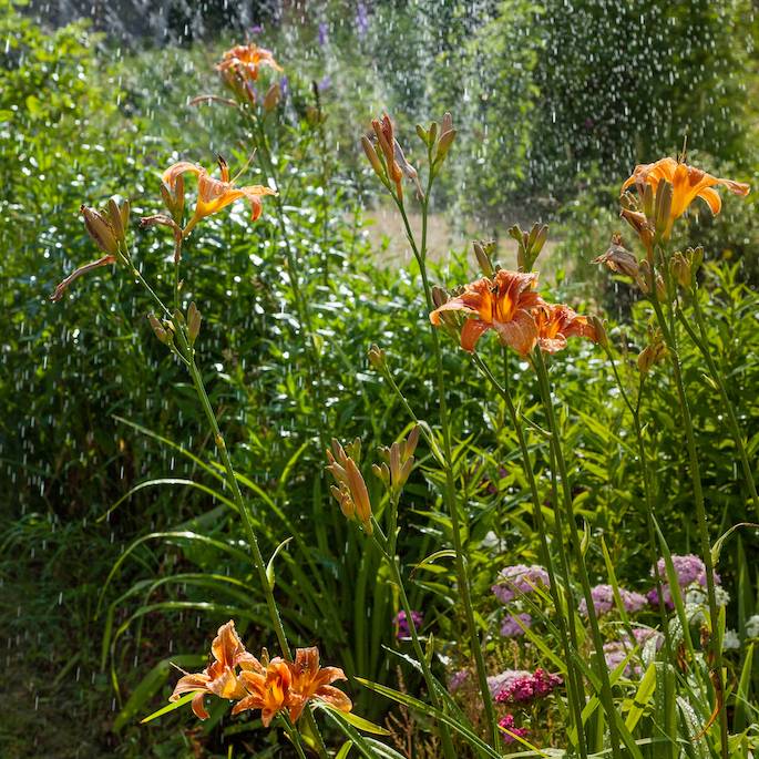 Jak skuteczne i oszczędnie nawadniać ogród?