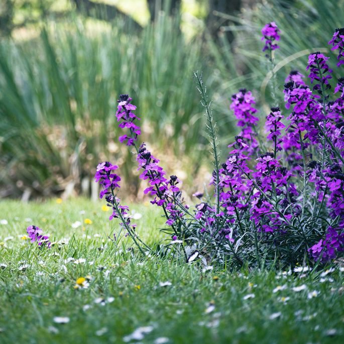 Regeneracja trawnika po zimie - co zrobić, by znów miał piękny wygląd?
