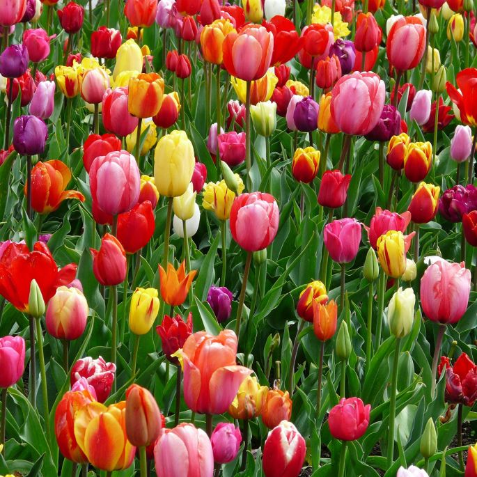 Jak i kiedy sadzić tulipany? kolorowe tulipany