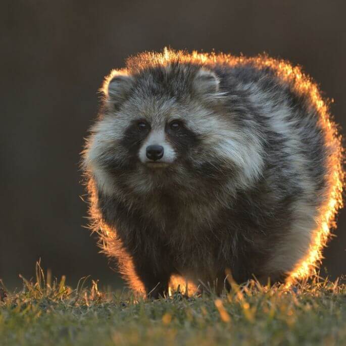 jak wygląda szop pracz