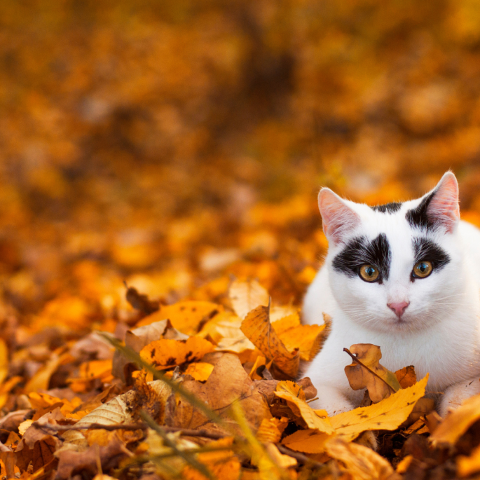 Najpiękniejsze tapety na pulpit – złota jesień, która nie znika po wejściu do domu najpiękniejsze tapety na pulpit