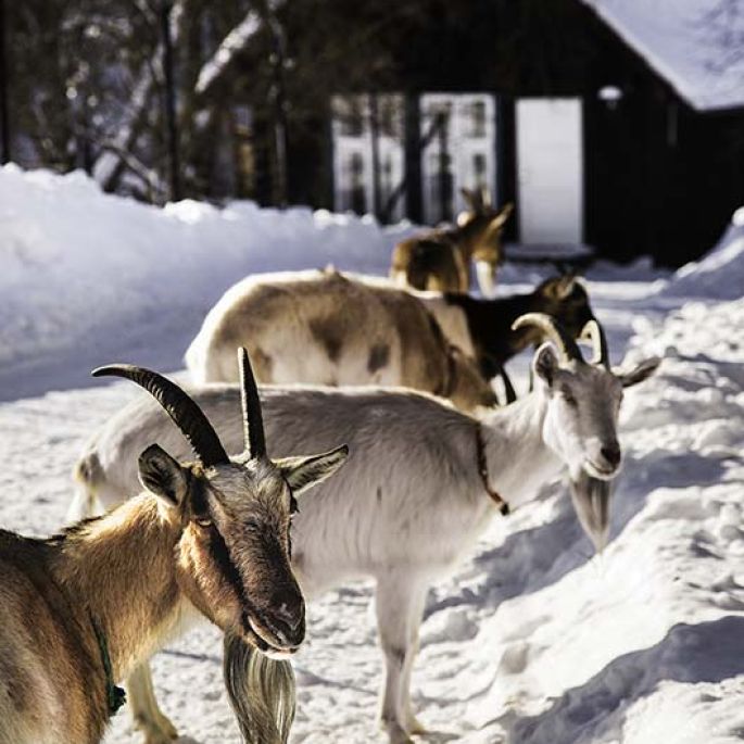 święta w bieszczadach