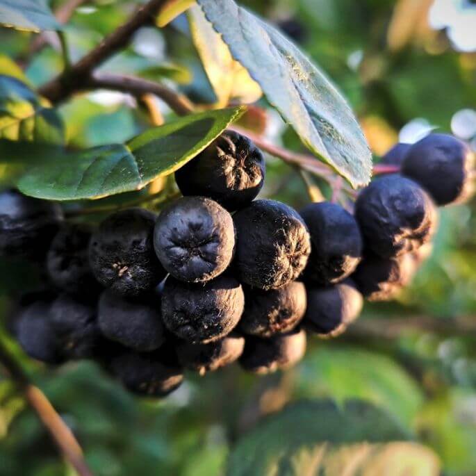 Aronia w ogrodzie – uprawa, sadzenie, cięcie i zbiór owoców