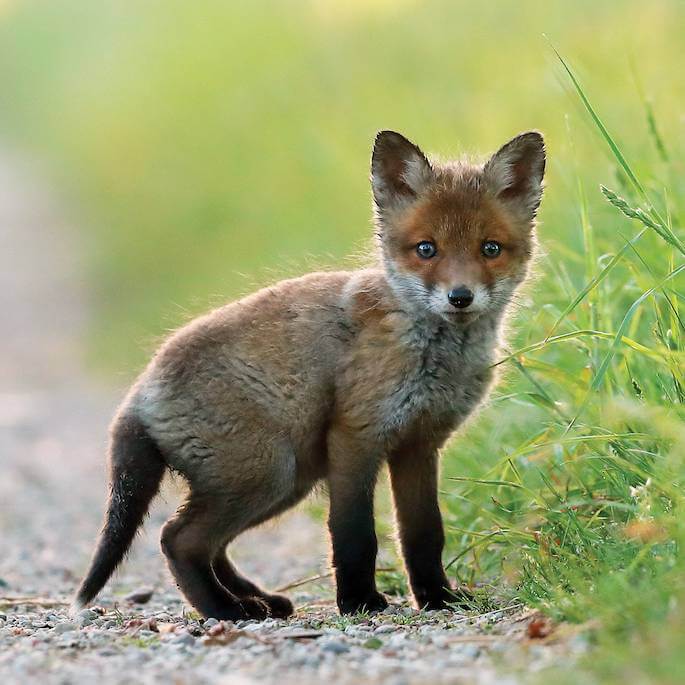 fauna biebrzańskiego parku narodowego
