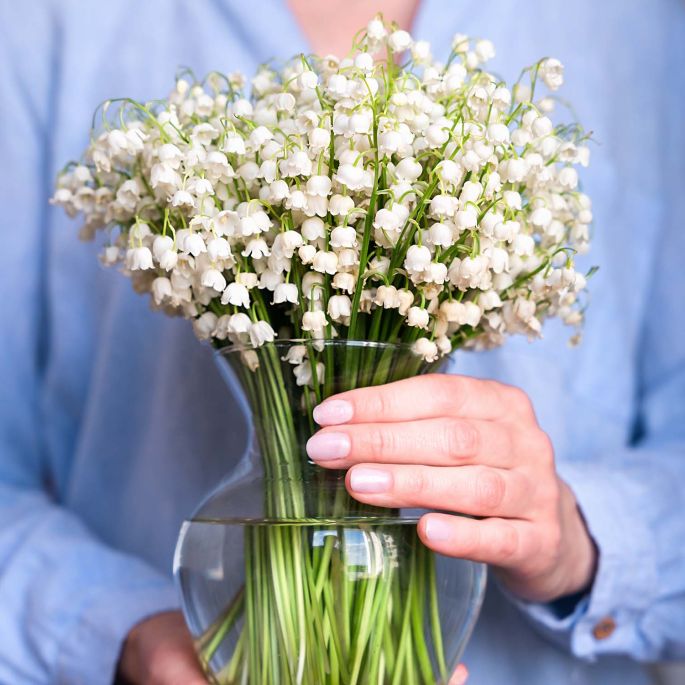 czy konwalia jest trująca