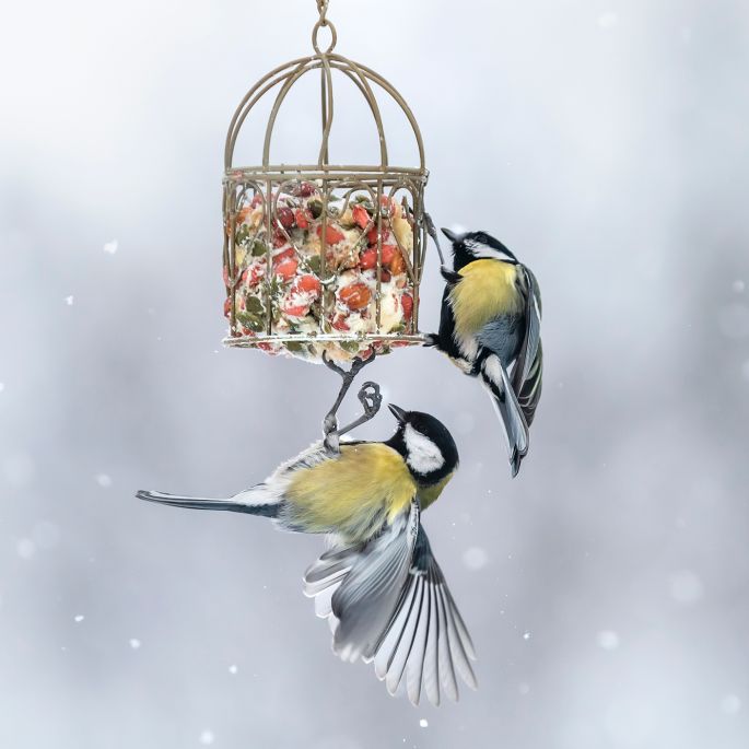 dokarmianie ptaków zimą