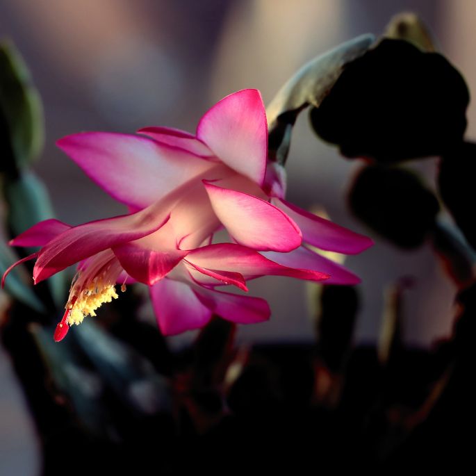 Grudnik, czyli schlumbergera – kwitnący tropikalny skarb z brazylijskich lasów