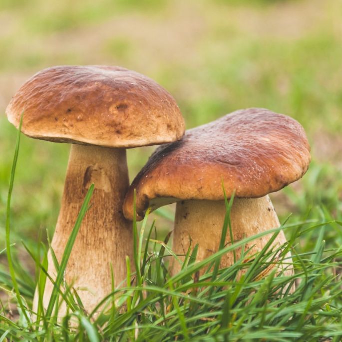 hodowla grzybów jadalnych shiitake