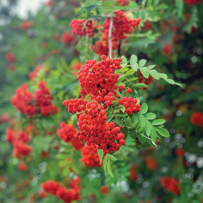 jarzębina