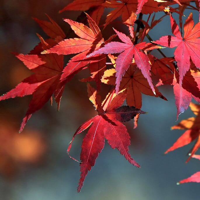 dlaczego jesienią liście zmieniają kolor