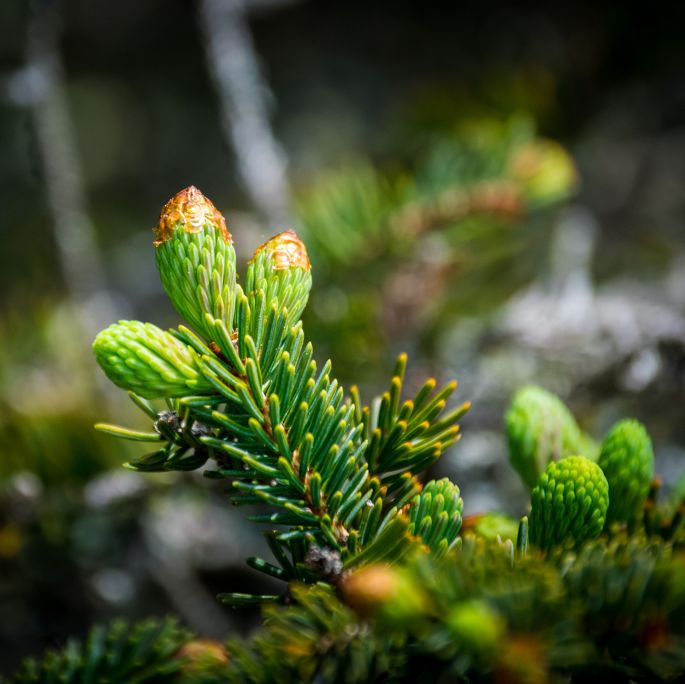 Jodła - choinka, która długo postoi