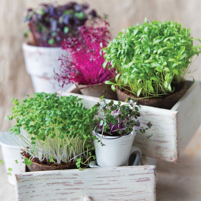 Mikroliście microgreens