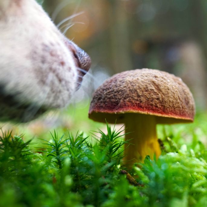 nie zbieraj wszystkich grzybów w lesie