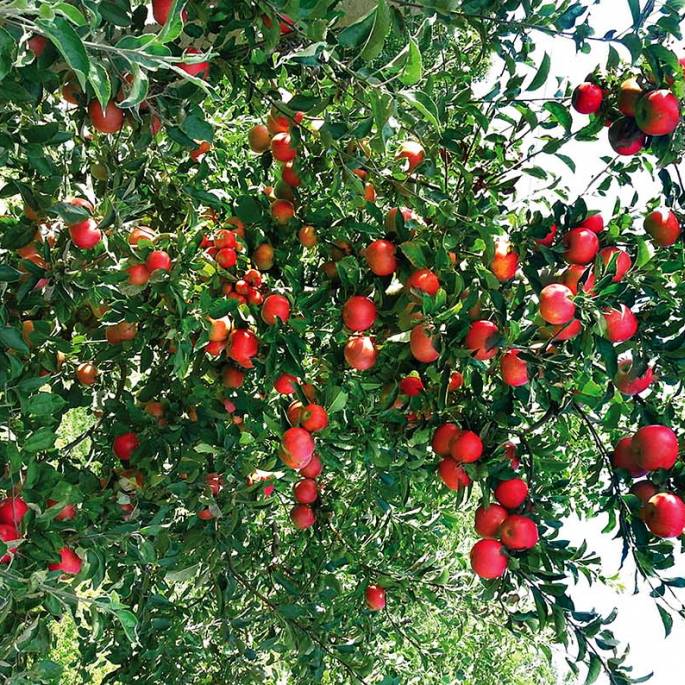 Dlaczego warto mieć stare odmiany jabłoni w ogrodzie? Radzi właścicielka gospodarstwa sadowniczego