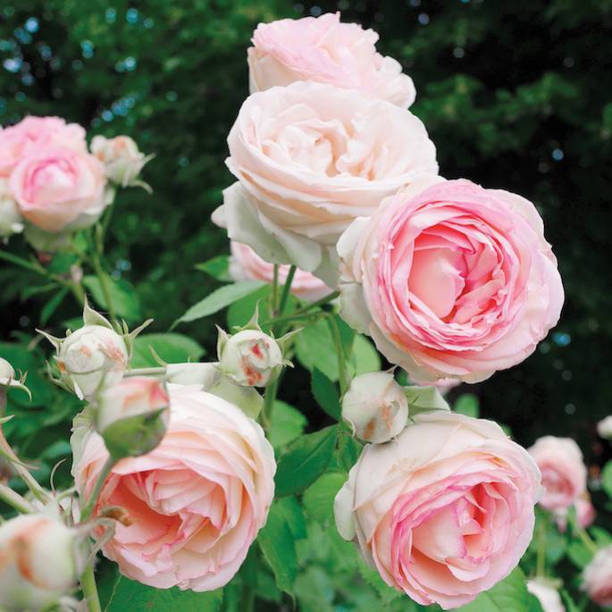Naturalna perfumeria: wybieramy pachnące kwiaty do ogrodu