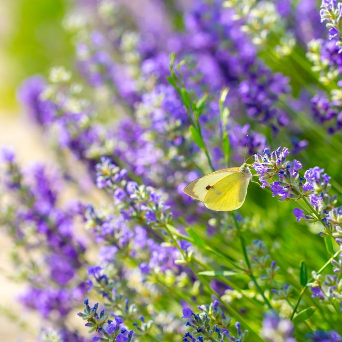 porady ogrodnicze skop