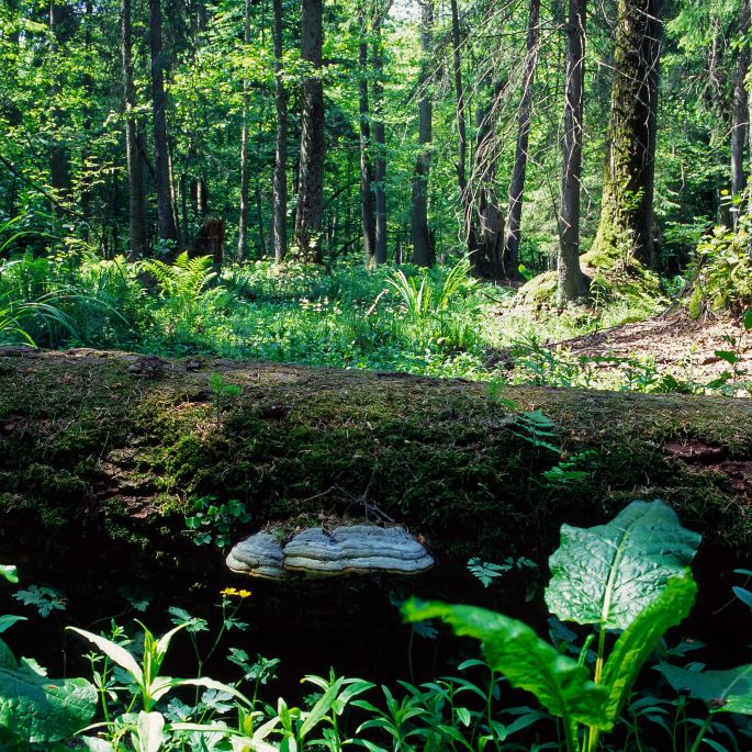 Wykąp się w lesie. Czym jest kąpiel leśna i jak się do niej przygotować?