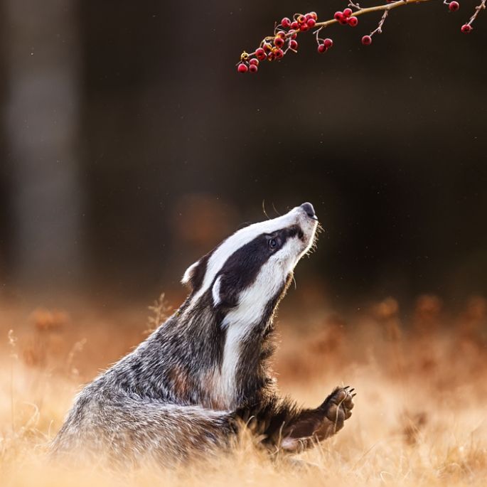 Regulamin konkursu jesień w obiektywie