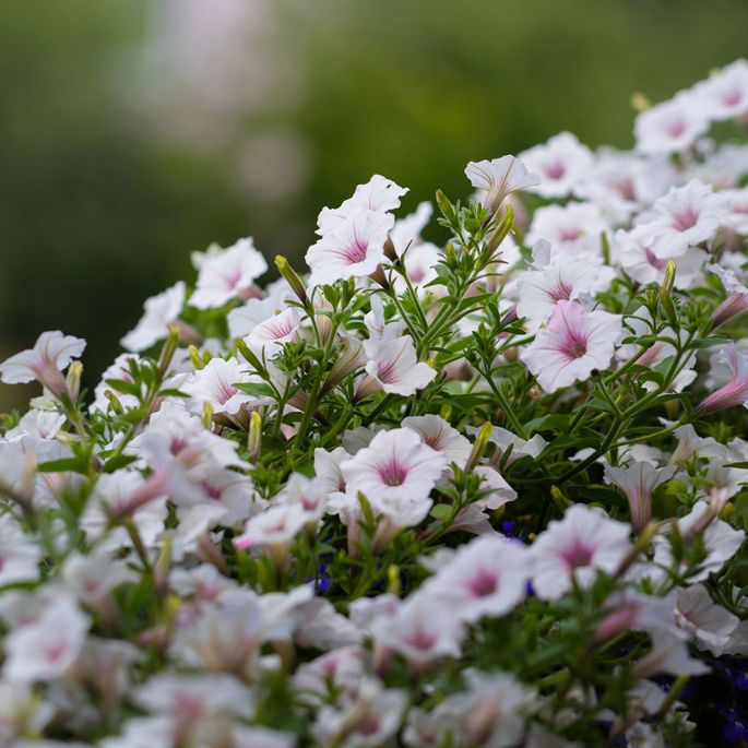 supertunia vista