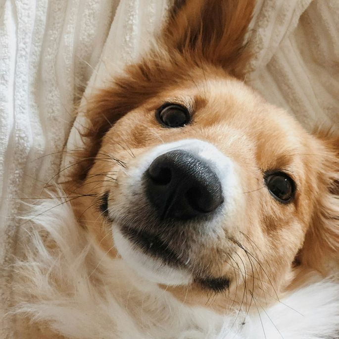 Pies i kot lekiem na całe zło? Tak! I mamy na to dowody Golden retriever siedzący obok człowieka na tle malowniczych gór o zachodzie słońca. Pies patrzy z ufnością na właściciela, który delikatnie go dotyka