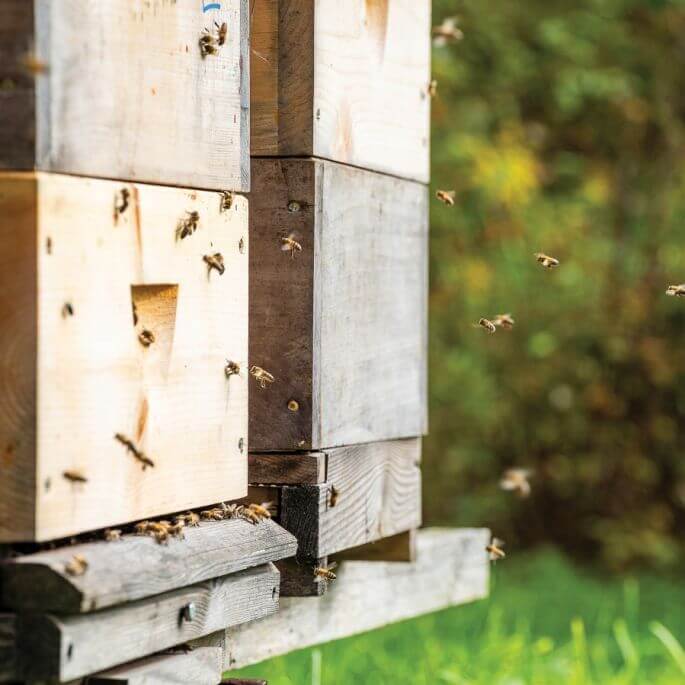 Bractwo Wędrownych Pasieczników