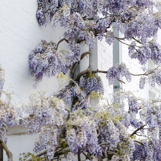 Wisteria, inaczej glicynia - to królowa pnączy ogrodowych o bajkowym uroku, ale uwaga bo jest niebezpieczna! wisteria