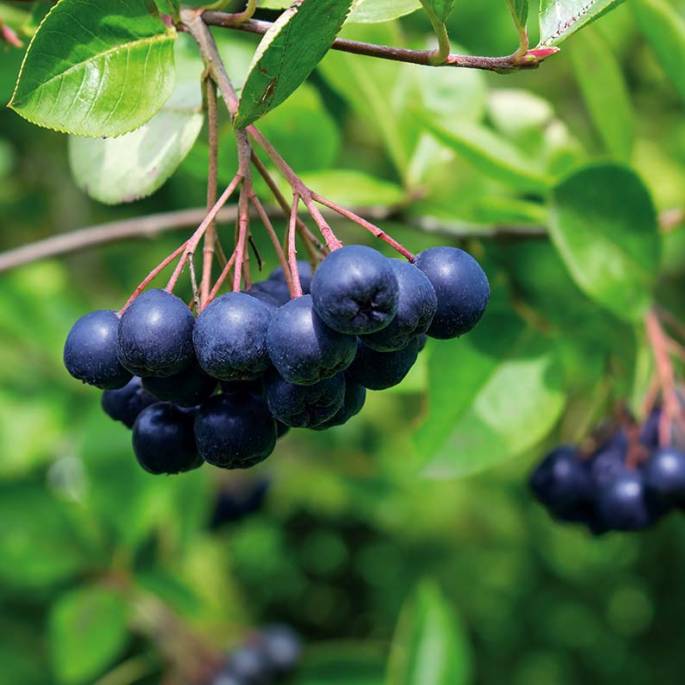 jagoda aronia