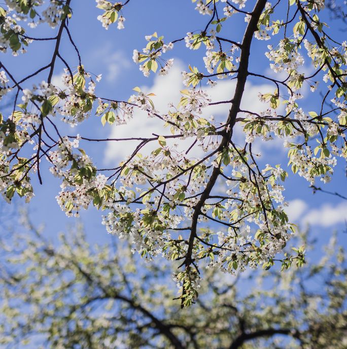 kalendarz biodynamiczny marzec 2026