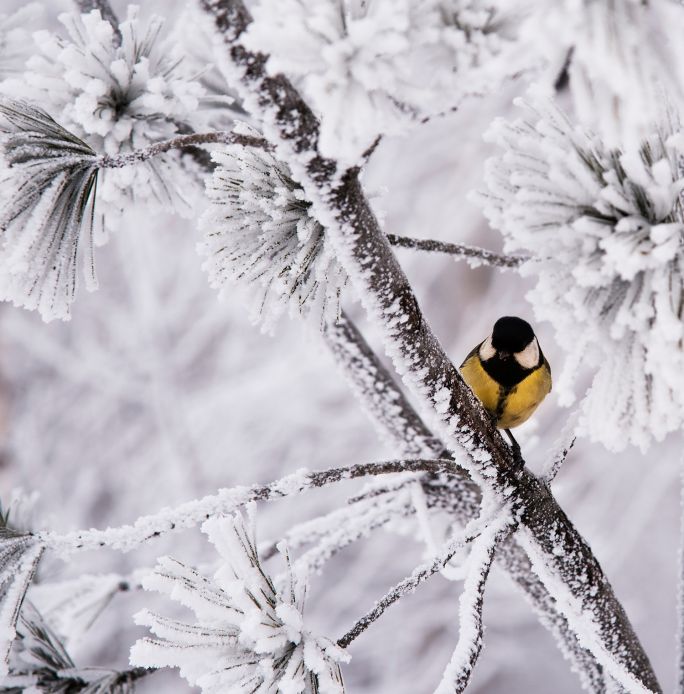 czym dokarmiać ptaki zimą