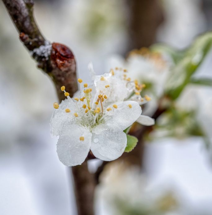 kalendarz biodynamiczny maj 2026