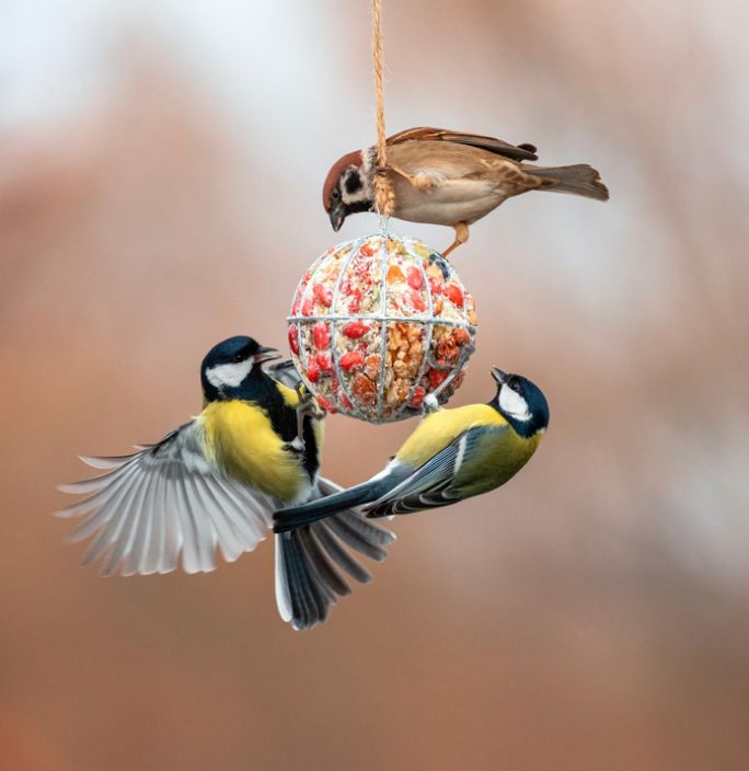 jakie ptaki zimują w polsce